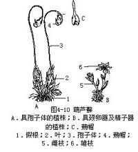 葫芦藓属